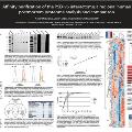 sfn-2015
